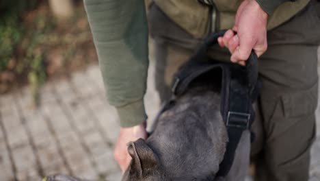 close up of a pitbull clings to the criminal's hand during training