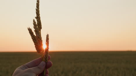 spikelets of wheat in the sun. the farmer holds several mature spikelets in his hand, first-person view