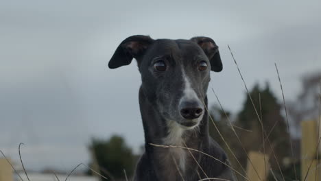 Greyhound-pet-animal-with-long-neck,-closeup