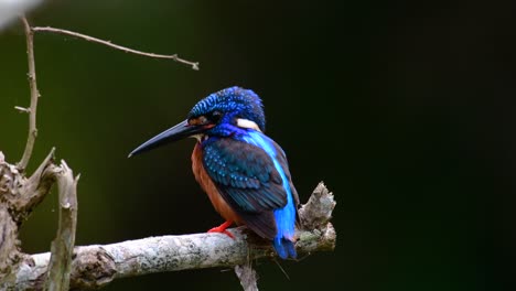 the blue-eared kingfisher is a small kingfisher found in thailand and it is wanted by bird photographers because of its lovely blue ears as it is a small, cute and fluffy blue-feather-ball of a bird