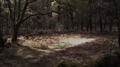 pan slow motion tree clearing in the woodland forest