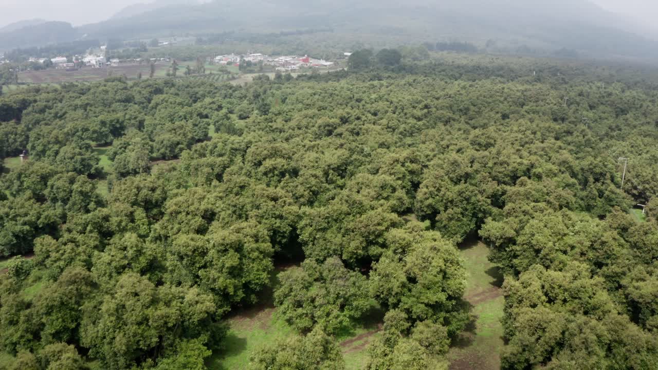DRONE SHOT OF AVOCADO FARMS NEAR TANCITARO IN MICHOACAN