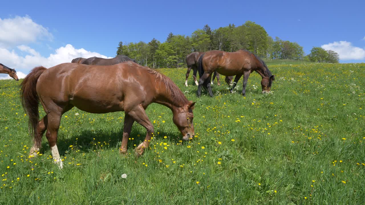 Super slow motion showing herd of brown horses grazing on hilly grass field during sunny day