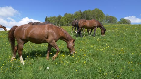 cámara súper lenta que muestra una manada de caballos marrones pastando en un campo de hierba montañoso durante el día soleado