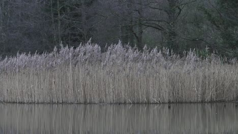 reeds growing around the edge of a small lake