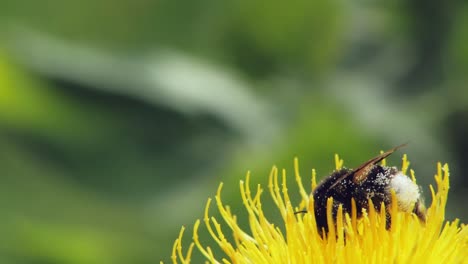 Eine-Makro-Nahaufnahme-Einer-Hummel-Auf-Einer-Gelben-Blume,-Die-Nach-Nahrung-Sucht-Und-Davonfliegt