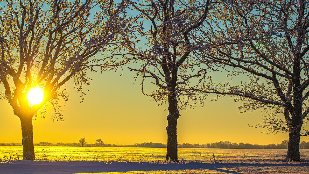 얼어붙은 나무 뒤의 일몰과 눈 덮인 땅, 시간 경과, 겨울 장면 조명
