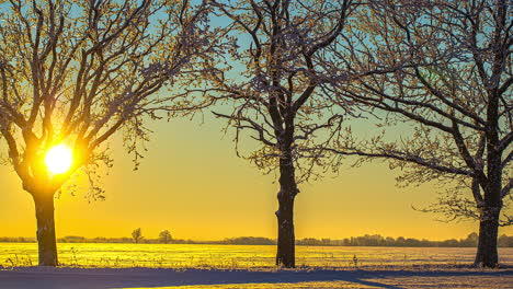 sundowning in background behind frozen trees and illuminating snow-covered ground, timelapse, winter scene