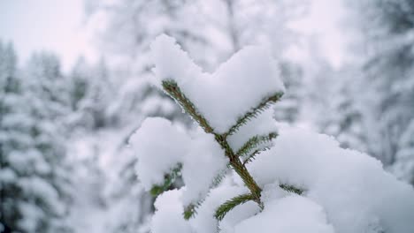 Heavy-loaded-young-spruce-in-a-snowy-forrest