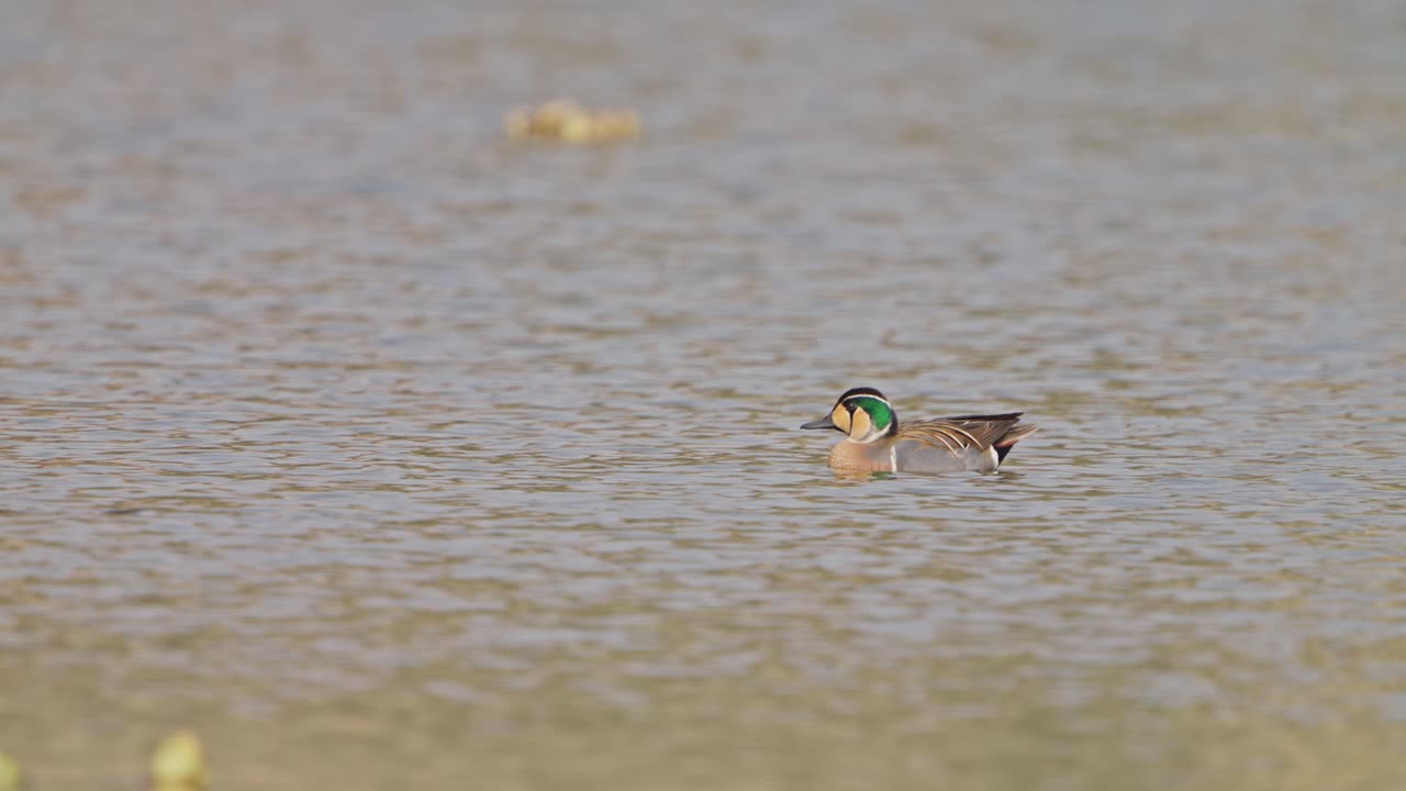 Baikal Teal Sibirionetta formosa moving in lake