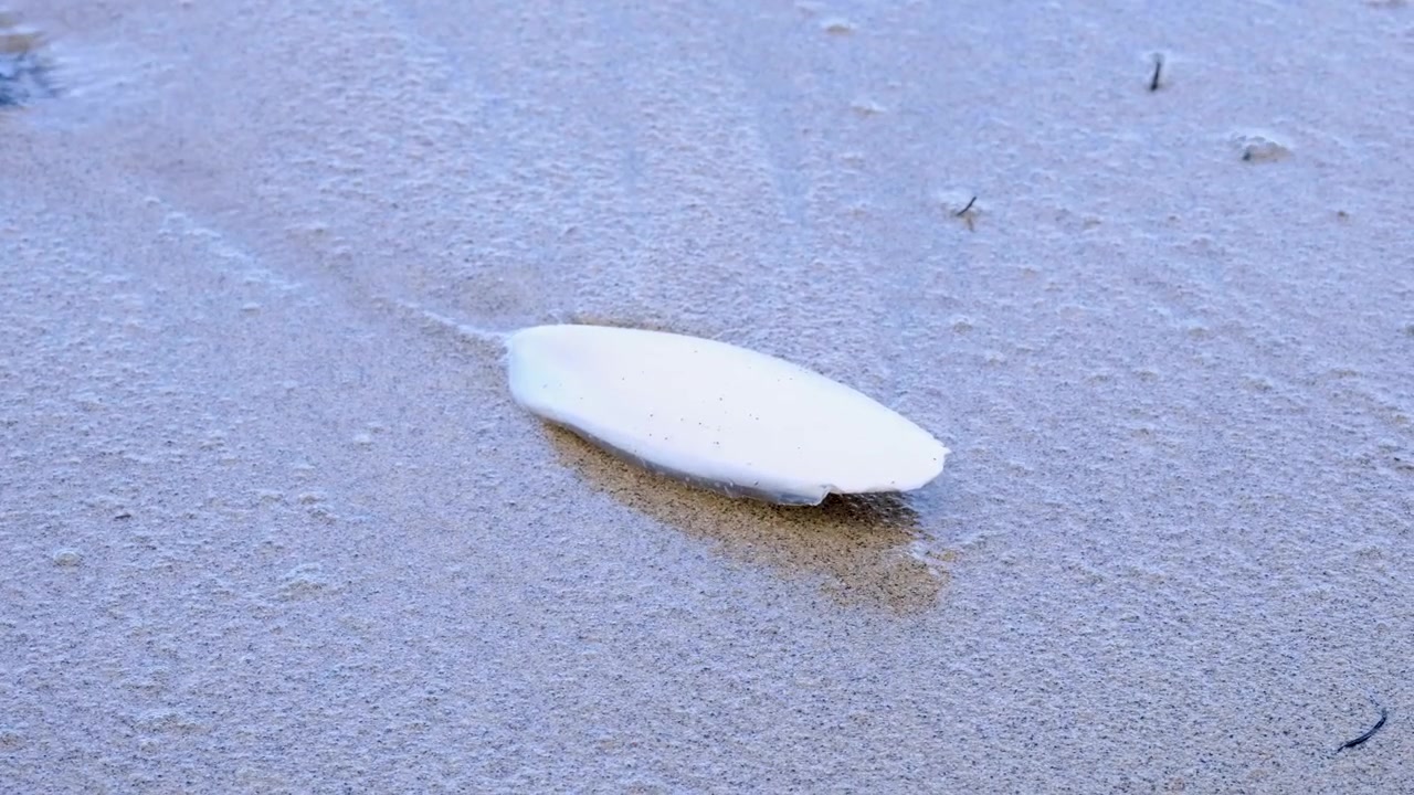 Cuttlebone of cuttlefish marine molluscs washing ashore onto beach from ocean in Yasawa Islands, Fiji