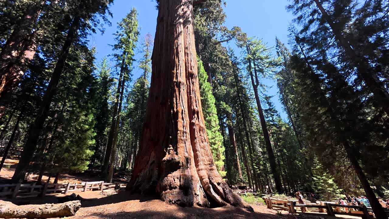 Guardando in alto una maestosa sequoia gigante in una foresta