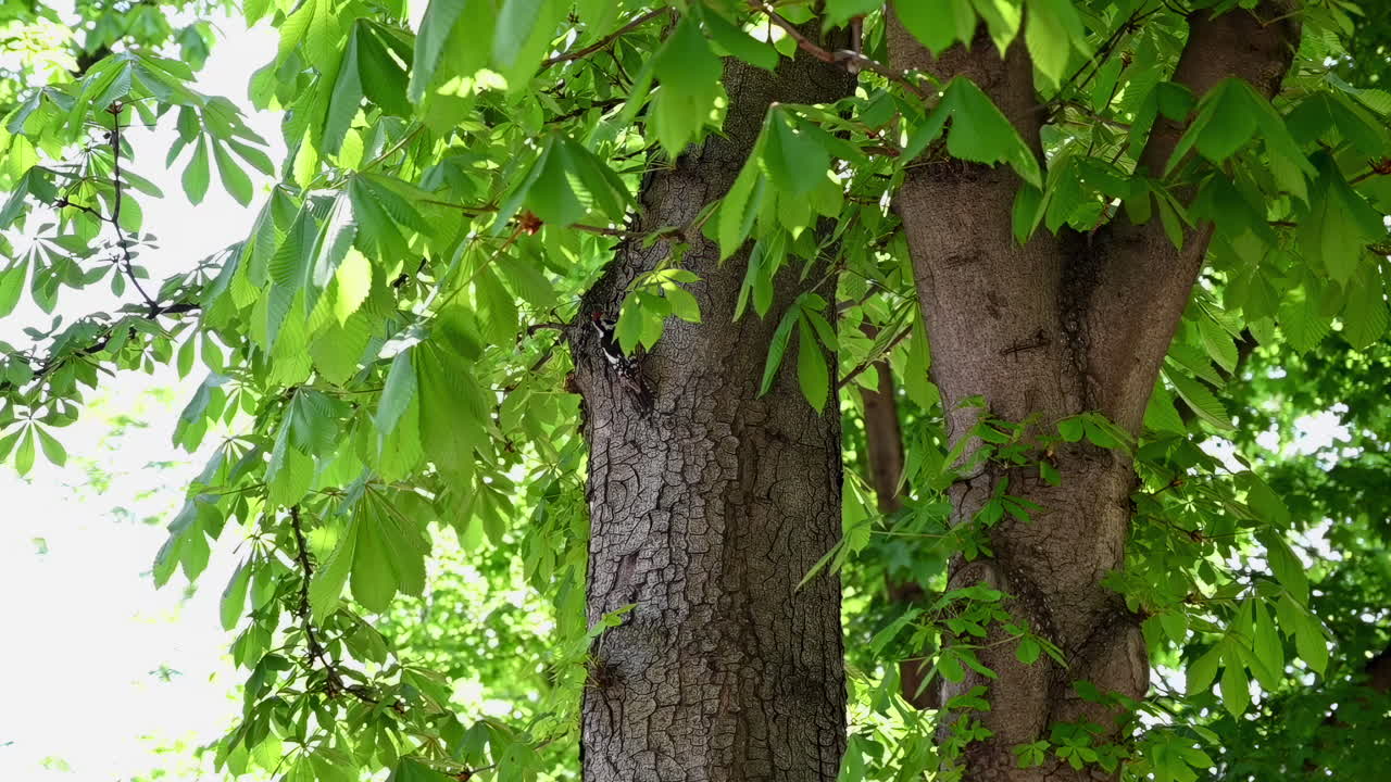 A woodpecker perched on a tree, pecking at the bark amid lush green leaves