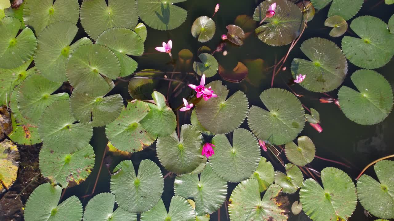 Vibrant and delicate wild water lilies bloom in a pond, closeup, Aerial view