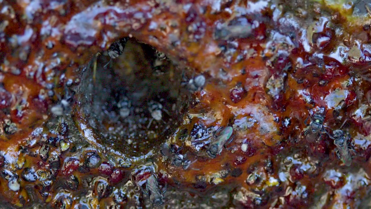 Makrobillede af Tetragonula carbonaria-bier aktive omkring en voksagtig propolis-redeindgang i Australien.