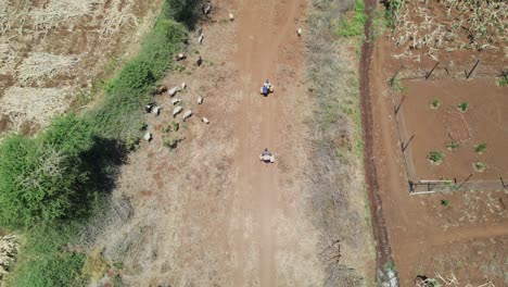 vista aérea de drones de las cabras masai alimentándose en la sabana africana de kenia