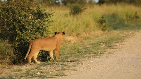 un joven cachorro de león acechando alrededor de un arbusto hacia su hermano en la hermosa luz de la mañana, mayor kruger