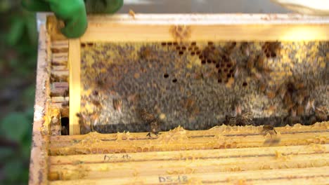 apicultor está trabajando con abejas y colmenas en el colmenar