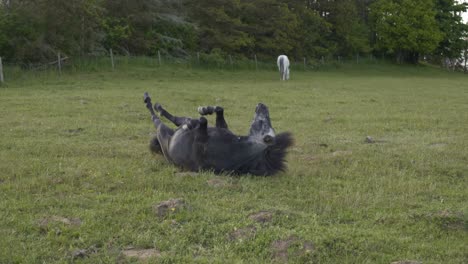 black pony rolling in green field