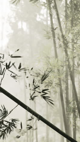 foggy bamboo forest