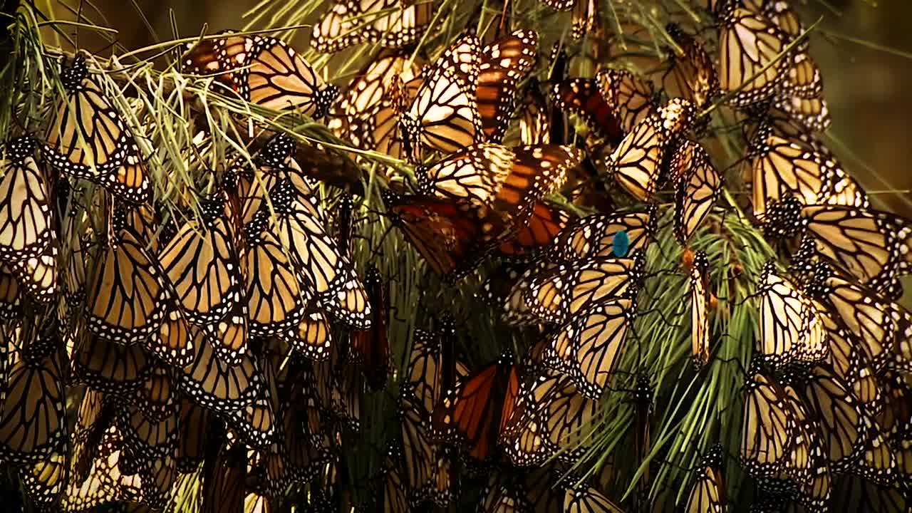 un gran grupo de mariposas monarca se sienta en una rama de pino