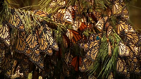 a large group of monarch butterflies sit on a pine tree branch