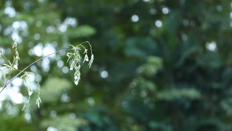 close-up of plant with a gently swaying motion