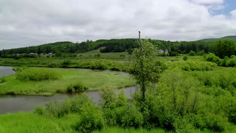 countryside landscape with green field, lake, and eagles perching on a tree - drone shot
