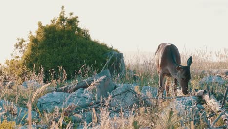 Young-Red-Deer-grazing-a-bush-with-wild-wheat-all-around