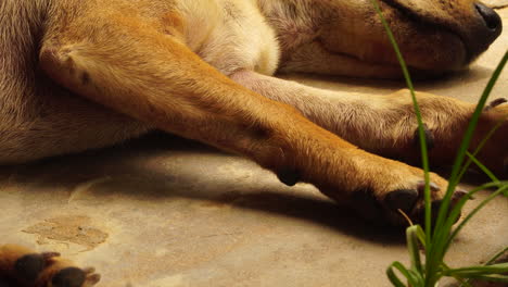 close up of brown mongrel dog's paws and legs, sleeping on ground outside