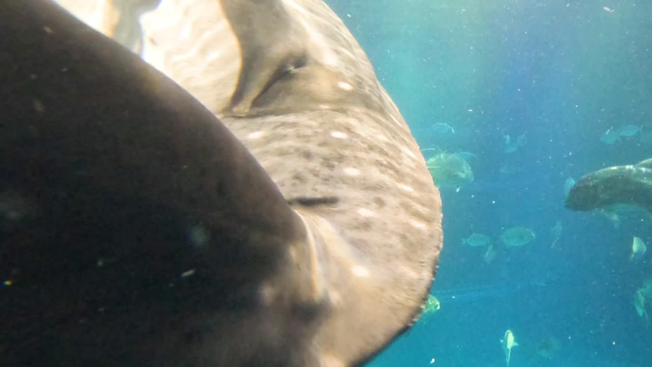 escuela de peces nadando con un tiburón ballena
