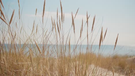 Beach-grass-growing-on-a-sandy-beach-in-the-summer