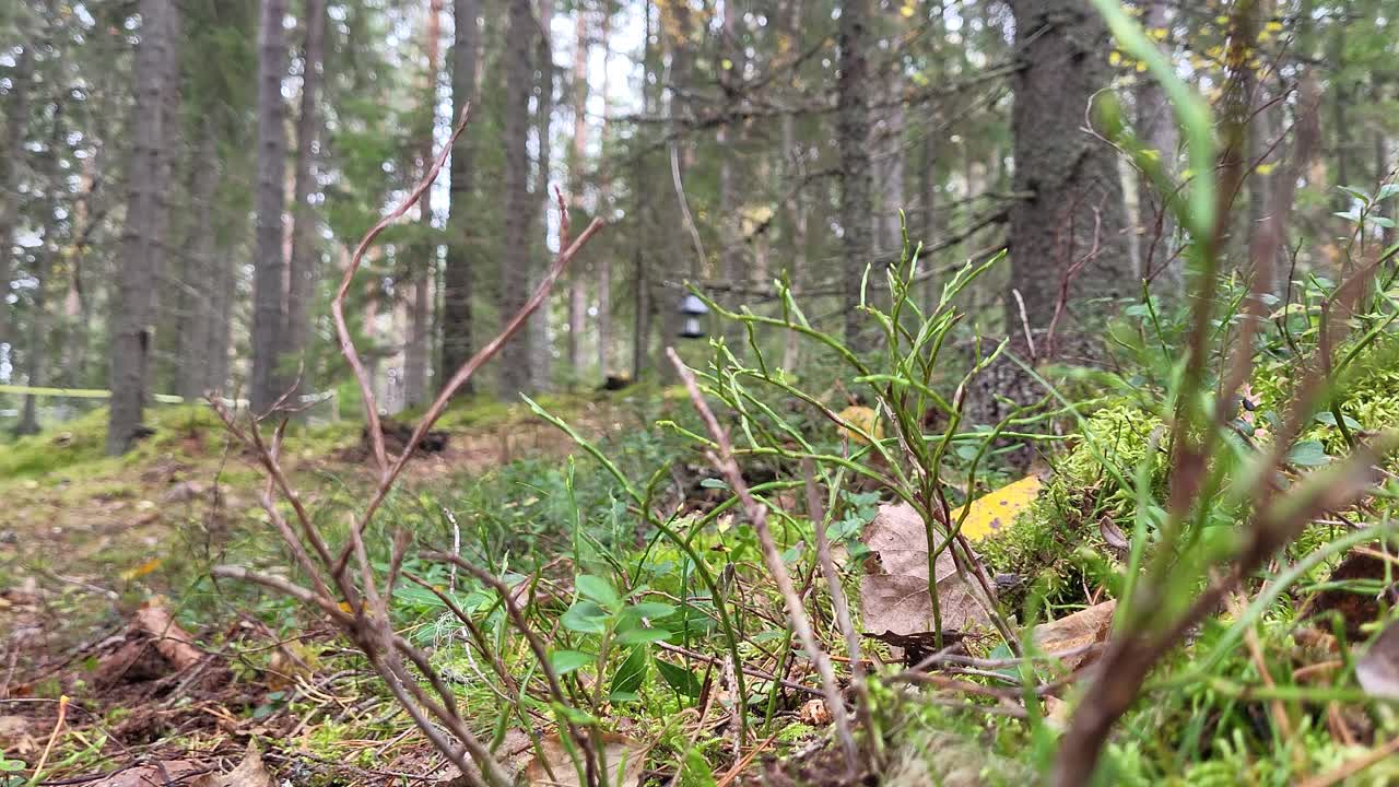 Autumn forest with a few leaves falling. A lantern in the background.