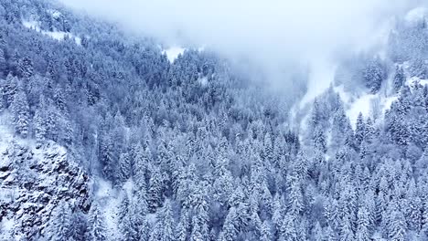 Luftaufnahme-Einer-Winterlandschaft-Mit-Schneebedeckten-Immergrünen-Bäumen-In-Den-Bergen