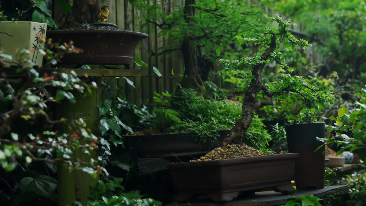 Panoramica di molteplici bonsai verdi esposti in un giardino
