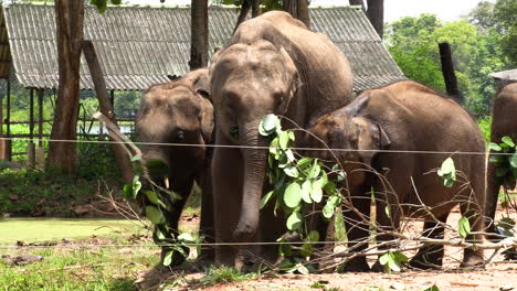 group of elephants in sri lanka