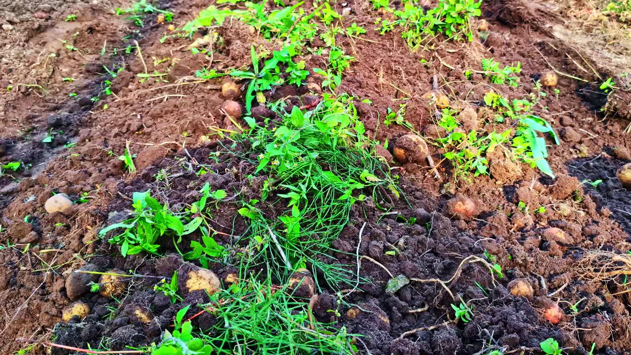 Harvested potatoes in the field