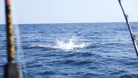 pesca deportiva con peces saltando en el océano