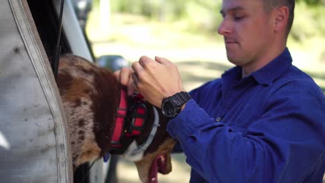 man puts gps tracking collar with an antenna on working dog, outdoors