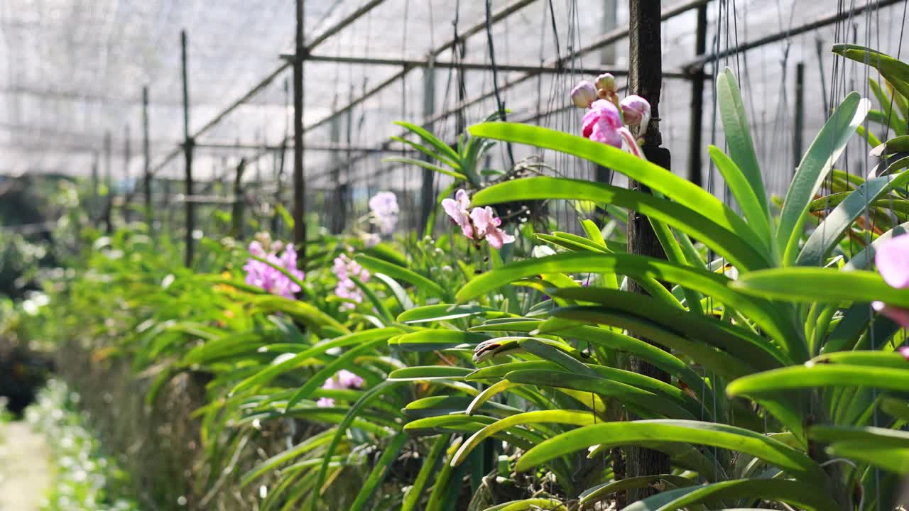 A tranquil journey through a lush flower farm with vibrant pink orchids under soft, natural lighting