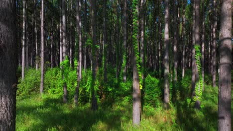 lush green pine forest