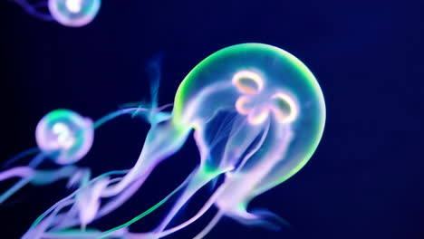 medusas brillantes en el acuario