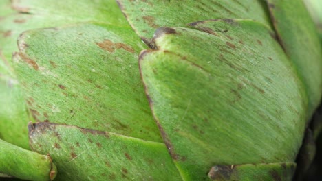 close-up view of fresh green artichokes