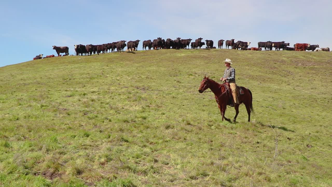 Il bestiame osserva con calma un cowboy cavalcare sotto di loro sulla collina mentre si avvia a trovare il resto della mandria