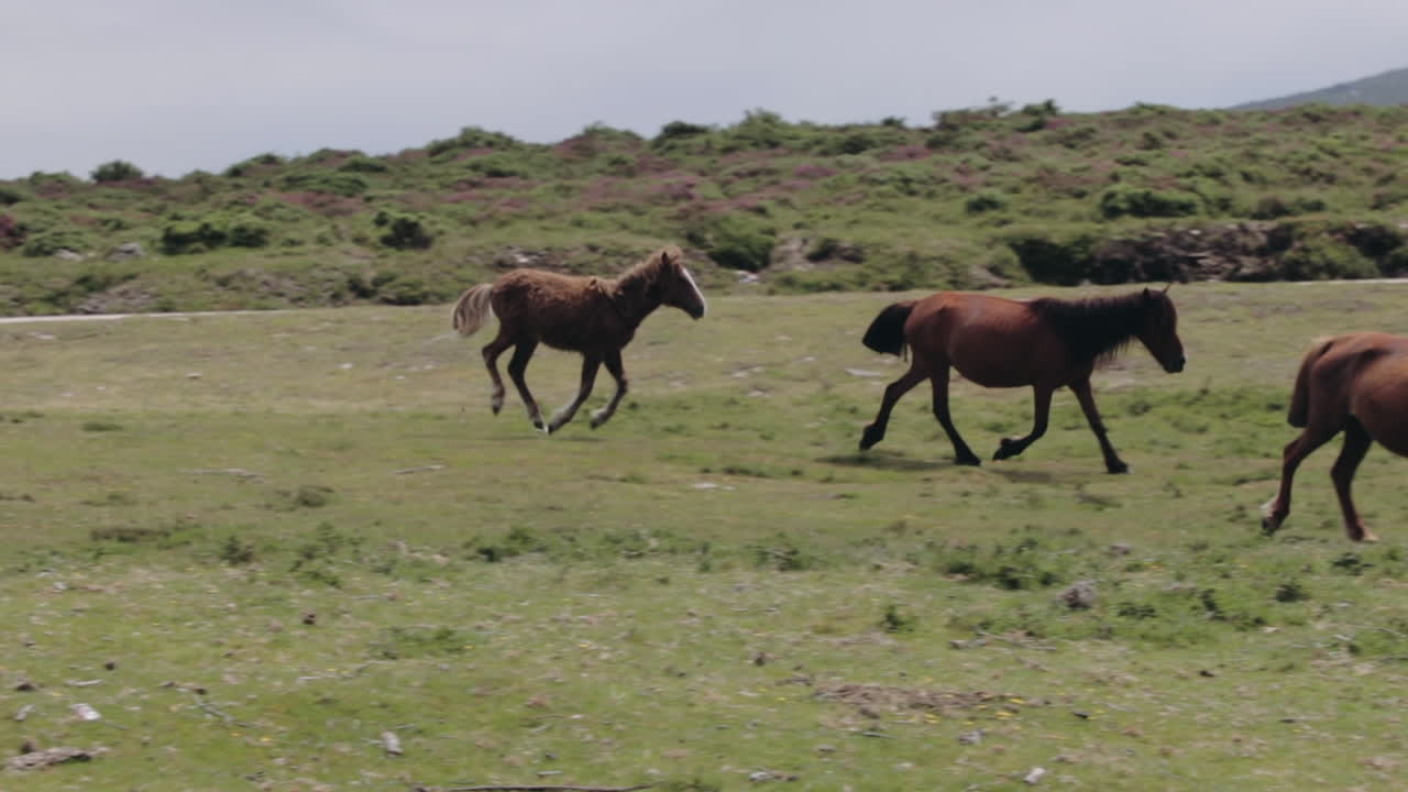 potro poniéndose al día con su manada en llano en cámara lenta