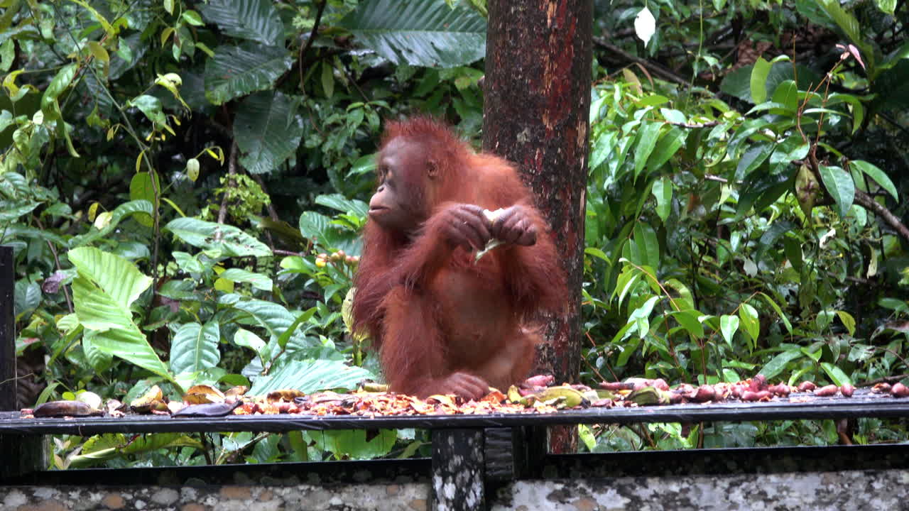Wild orangutan eats in the Borneo jungle.