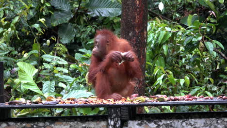 wild orangutan eats in the borneo jungle.
