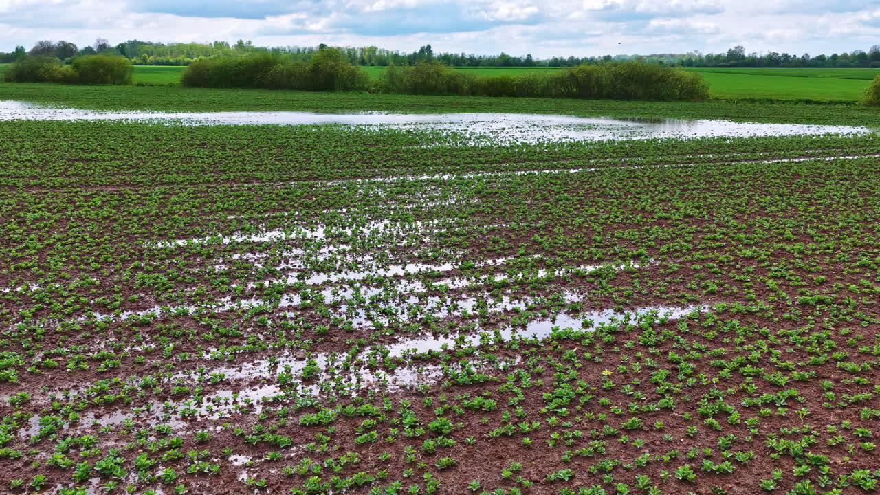 Flooded farmland with young crops, showing water damage after heavy spring rain