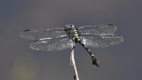 the common flangetail dragonfly is commonly seen in thailand and asia