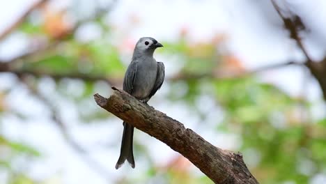 el drongo ceniciento es un migrante regular asustadizo a tailandia en el que le gusta posarse en lo alto de las ramas, que pueden estar lejos del alcance de humanos o animales, fácil de despegar y capturar insectos